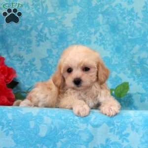 Cherry, Maltipoo Puppy